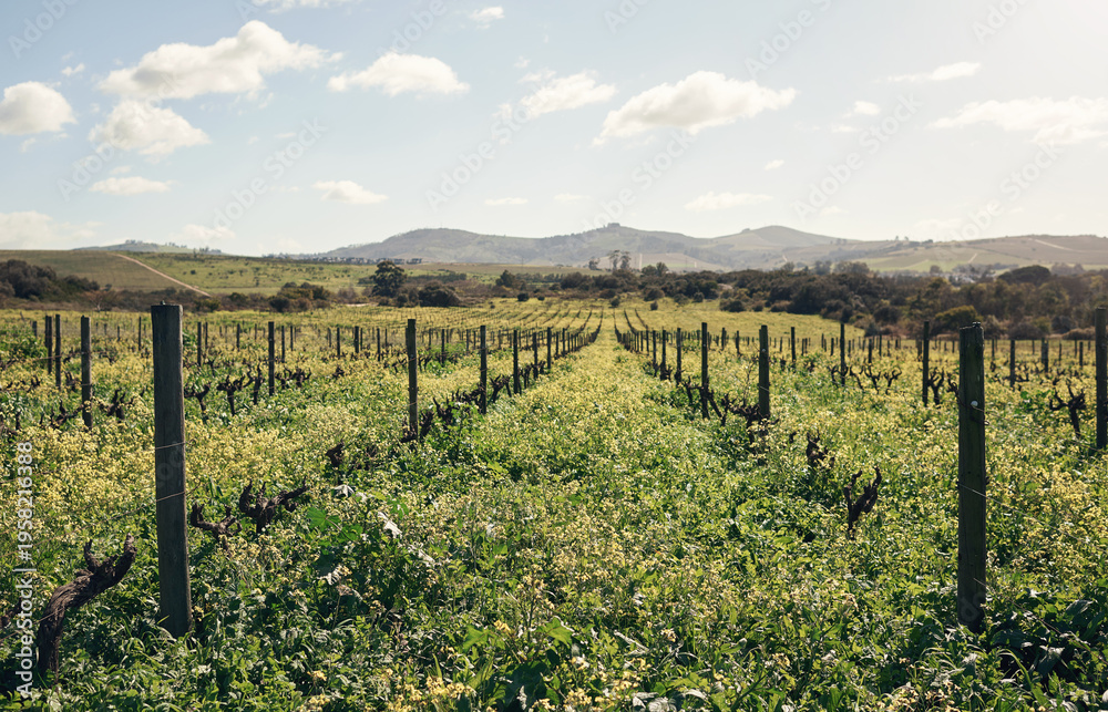 Obraz premium Blue sky, plants and vineyard on farm with agriculture, eco friendly or sustainability environment. Agro, ecology and outdoor landscape of organic, natural or harvest of grapevine in countryside.