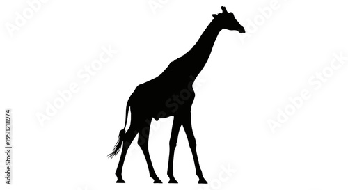 Silhouette of a giraffe walking in profile view