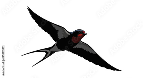 A redrumped swallow in flight