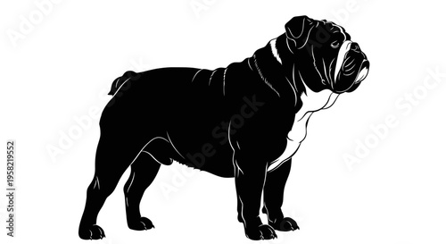 Black bulldog illustration standing on looking right
