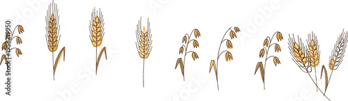 Wheat border vector with barley rye and cereal ears seamless horizontal arrangement hand drawn agricultural elements for farming and food design