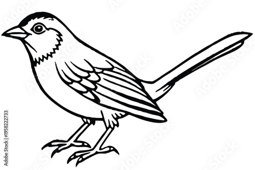 rosella bird silhouette line art vector illustration with a white background