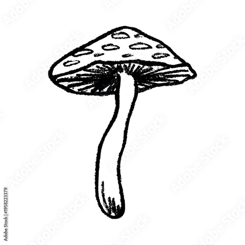 Hand drawn mushroom doodle Botanical illustration Cute autumn mushroom Healthy eco food Organic vegetarian food For stickers, greeting card, design, print, packaging, decor, kids books