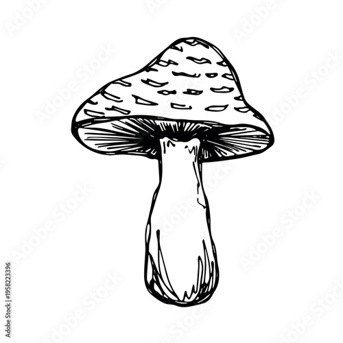 Hand drawn mushroom doodle Botanical illustration Cute autumn mushroom Healthy eco food Organic vegetarian food For stickers, greeting card, design, print, packaging, decor, kids books