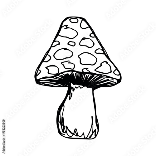 Hand drawn mushroom doodle Botanical illustration Cute autumn mushroom Healthy eco food Organic vegetarian food For stickers, greeting card, design, print, packaging, decor, kids books