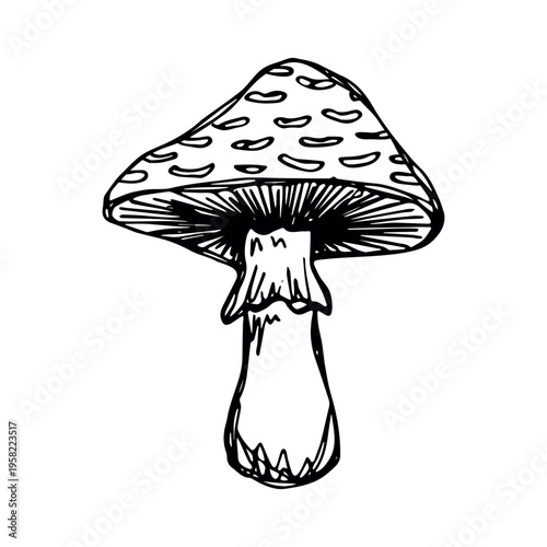 Hand drawn mushroom doodle Botanical illustration Cute autumn mushroom Healthy eco food Organic vegetarian food For stickers, greeting card, design, print, packaging, decor, kids books