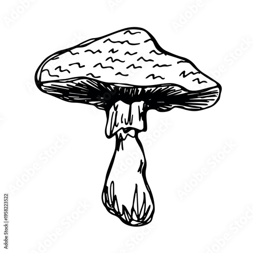Hand drawn mushroom doodle Botanical illustration Cute autumn mushroom Healthy eco food Organic vegetarian food For stickers, greeting card, design, print, packaging, decor, kids books