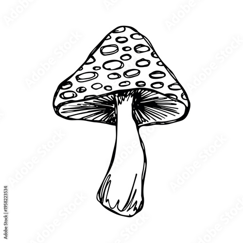 Hand drawn mushroom doodle Botanical illustration Cute autumn mushroom Healthy eco food Organic vegetarian food For stickers, greeting card, design, print, packaging, decor, kids books