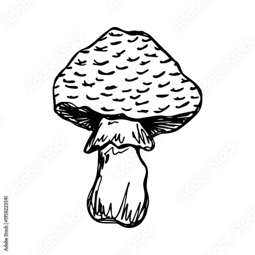 Hand drawn mushroom doodle Botanical illustration Cute autumn mushroom Healthy eco food Organic vegetarian food For stickers, greeting card, design, print, packaging, decor, kids books