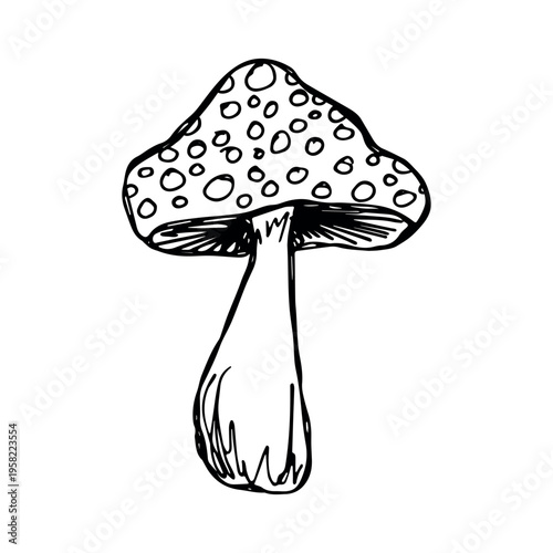 Hand drawn mushroom doodle Botanical illustration Cute autumn mushroom Healthy eco food Organic vegetarian food For stickers, greeting card, design, print, packaging, decor, kids books