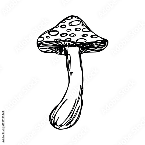 Hand drawn mushroom doodle Botanical illustration Cute autumn mushroom Healthy eco food Organic vegetarian food For stickers, greeting card, design, print, packaging, decor, kids books