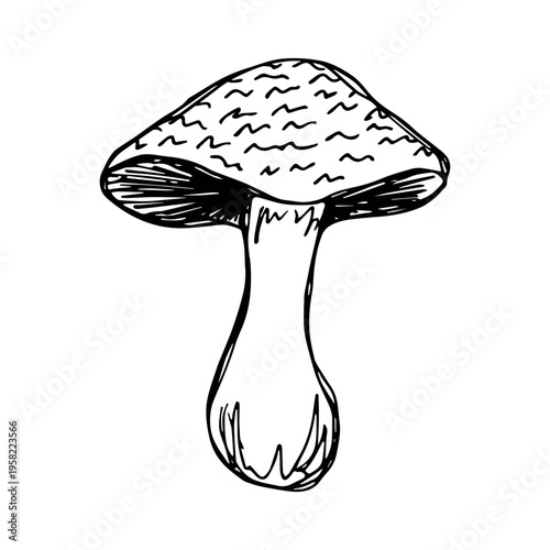 Hand drawn mushroom doodle Botanical illustration Cute autumn mushroom Healthy eco food Organic vegetarian food For stickers, greeting card, design, print, packaging, decor, kids books