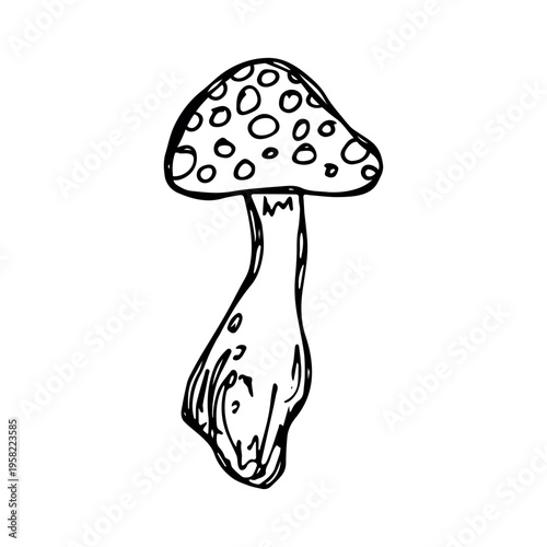 Hand drawn mushroom doodle Botanical illustration Cute autumn mushroom Healthy eco food Organic vegetarian food For stickers, greeting card, design, print, packaging, decor, kids books