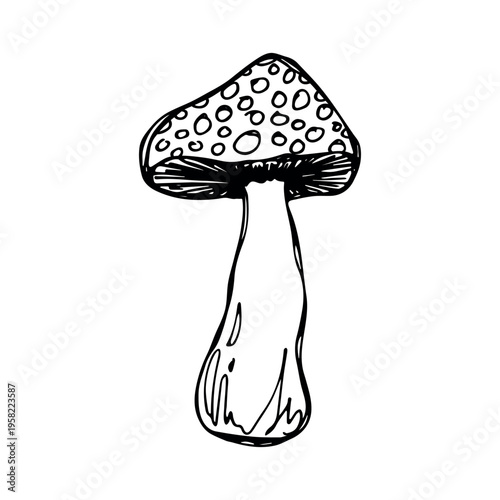 Hand drawn mushroom doodle Botanical illustration Cute autumn mushroom Healthy eco food Organic vegetarian food For stickers, greeting card, design, print, packaging, decor, kids books