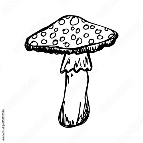 Hand drawn mushroom doodle Botanical illustration Cute autumn mushroom Healthy eco food Organic vegetarian food For stickers, greeting card, design, print, packaging, decor, kids books