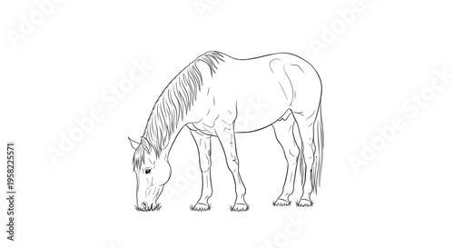 A simple black and white line drawing shows a horse in profile grazing on sparse ground.