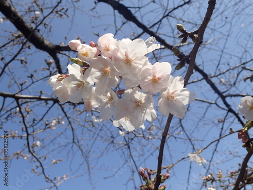 咲き始めた桜のアップ