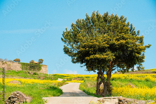 Vibrant Yellow Canola Flower Field with Single Big Tree Under Clear Blue Sky