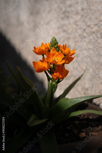 Vibrant orange sun star (Ornithogalum dubium) blooms in a sunlit pot, lush green leaves and textured background casting shadows for a warm springtime close-up