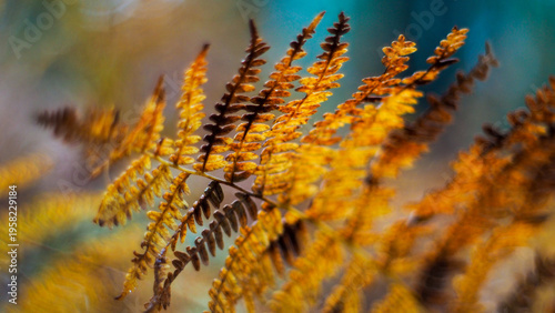 Fougères oranges, dans la forêt des Landes de Gascogne