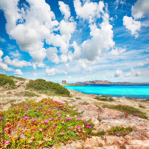 Remarkable blooming flowers on Famous La Pelosa beach with Torre della Pelosa.