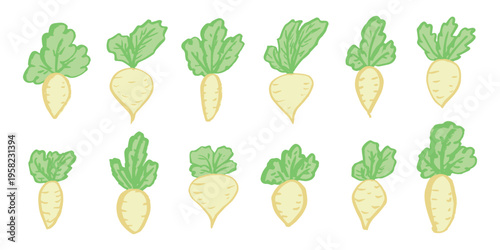 Hand drawn farm daikon radish plant with green leaves Fresh vegetable doodle set Healthy eco food Organic garden vegetarian food For design, print, packaging, decor, kids books