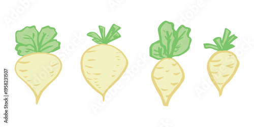 Hand drawn farm daikon radish plant with green leaves Fresh vegetable doodle set Healthy eco food Organic garden vegetarian food For design, print, packaging, decor, kids books