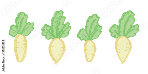 Hand drawn farm daikon radish plant with green leaves Fresh vegetable doodle set Healthy eco food Organic garden vegetarian food For design, print, packaging, decor, kids books