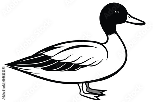 pintail bird silhouette line art vector illustration with a white background