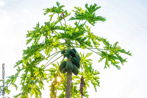 Low angle view of a papaya tree with green fruits and leaves against a bright white sky background.