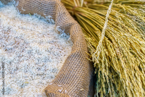 A sack filled with white raw rice grains displayed alongside bundles of golden paddy rice stalks.