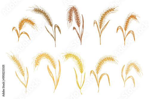 Set of hand drawn cereal wheat oat rye barley rice ears spikelet clipart Organic wheat bread agriculture farming harvest healthy food Single element for design print packaging label decor