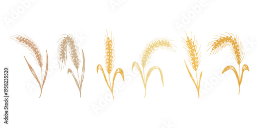 Set of hand drawn cereal wheat oat rye barley rice ears spikelet clipart Organic wheat bread agriculture farming harvest healthy food Single element for design print packaging label decor