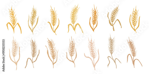 Set of hand drawn cereal wheat oat rye barley rice ears spikelet clipart Organic wheat bread agriculture farming harvest healthy food Single element for design print packaging label decor