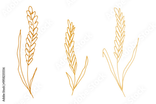 Set of hand drawn cereal wheat oat rye barley rice ears spikelet clipart Organic wheat bread agriculture farming harvest healthy food Single element for design print packaging label decor