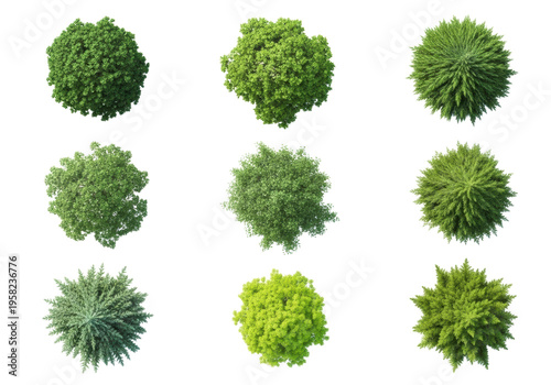Eight diverse broadleaf and coniferous trees (oak, pine, maple, spruce, birch, fir, aspen, cedar) with vibrant green canopies, isolated as crisp cutouts on a transparent background in an 8K top-down