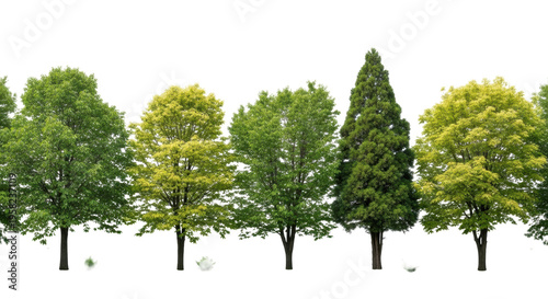 Diverse mature broadleaf deciduous and coniferous trees with vibrant green & yellowish foliage on a grass strip, isolated on a transparent background, soft natural light. Concept of natural