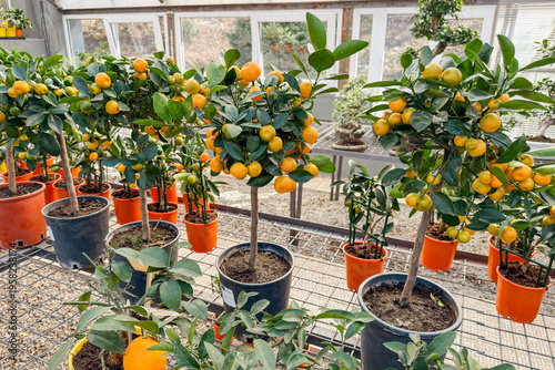 Fotografi Potted calamondin citrus trees bearing ripe orange fruit in greenhouse