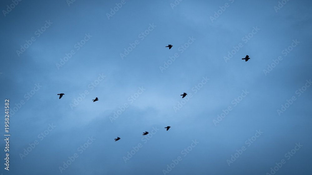 Obraz premium Birds flying in the air during blue hour