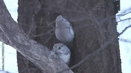 森の妖精とよばれるエゾモモンガ