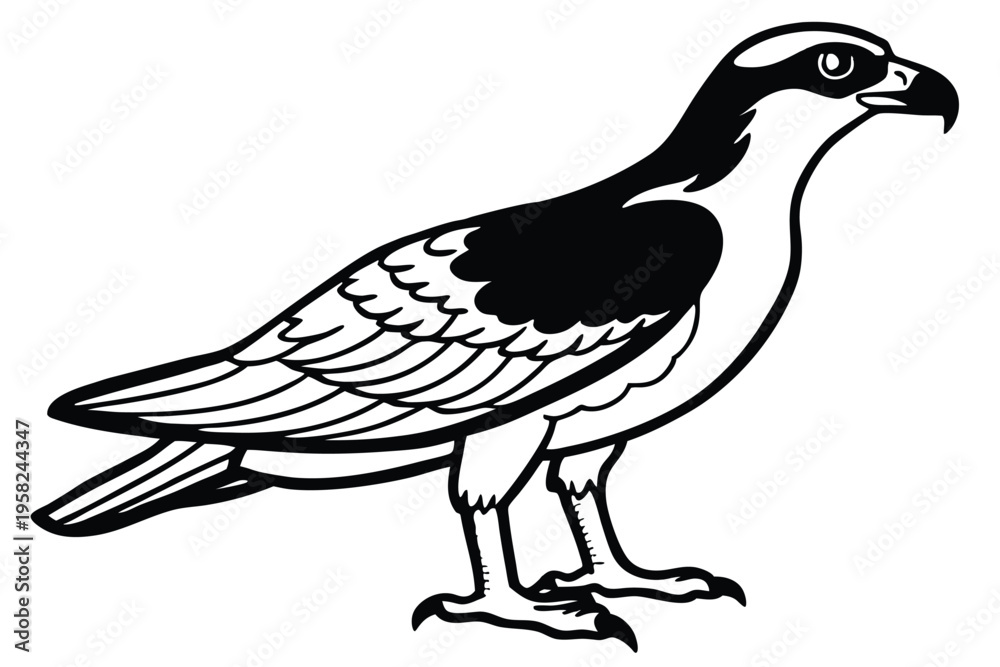 Fototapeta premium osprey bird silhouette line art vector illustration with a white background