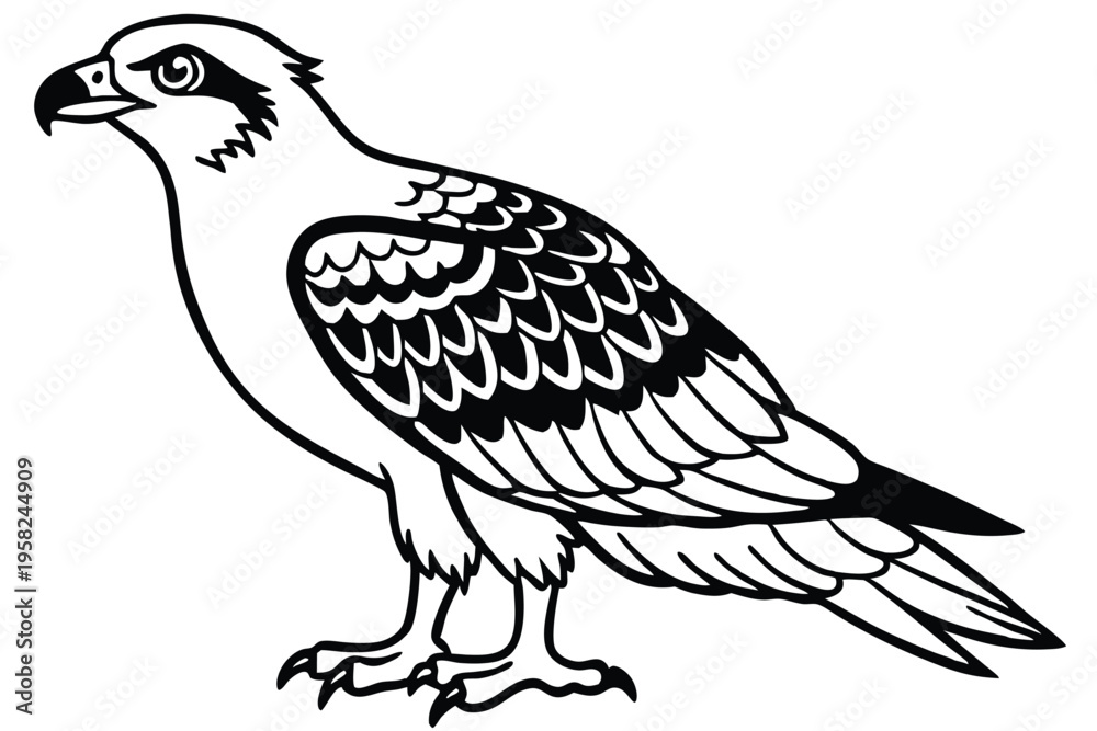 Obraz premium osprey bird silhouette line art vector illustration with a white background