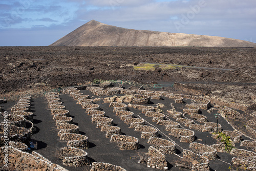 Vineyards, Lanzarote, Canary Islands, Spain
