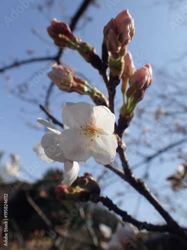 千鳥ヶ淵の桜の蕾