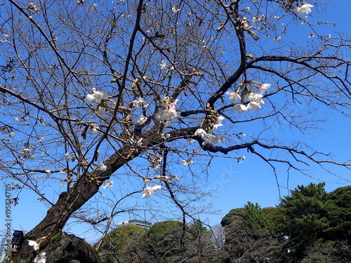 千鳥ヶ淵の桜の蕾