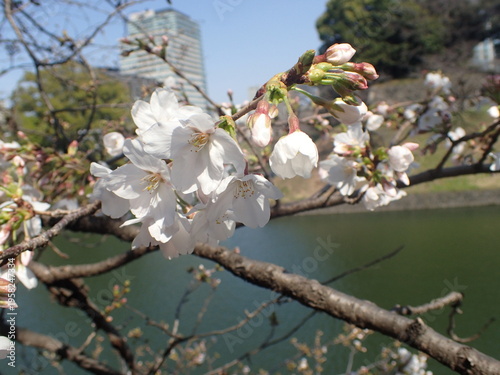 千鳥ヶ淵の桜の蕾