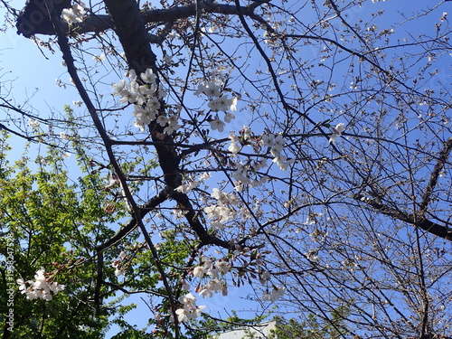 千鳥ヶ淵の桜の蕾