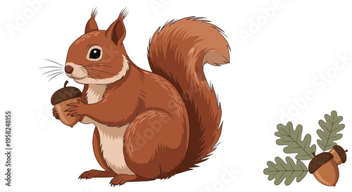 Cute Red Squirrel Holding Acorn, Oak Leaves and Nuts Illustration on White Background