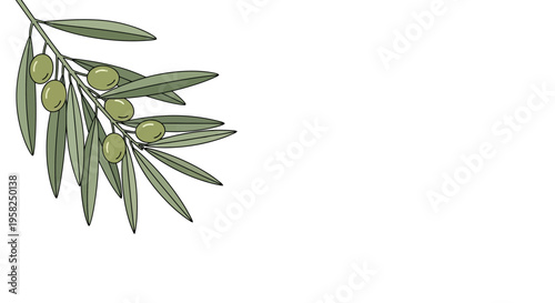 Olive Branch with Green Olives and Leaves on White Background