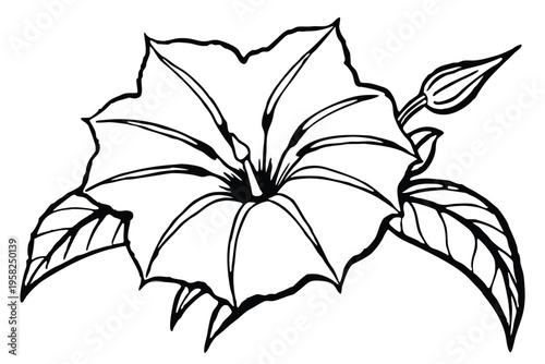 morning glory flower silhouette line art vector illustration with a white background